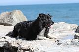 BORDER COLLIE 1583